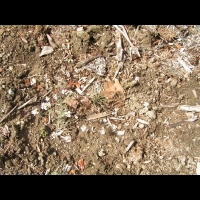 Cardaminopsis arenosa subsp Borbasii (fam Brassicacees) (Europe centrale) (2)